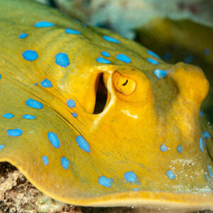 Bluespotted ribbontail ray close-up of eye and spiracle, Fasma Abu Hadida, Red Sea, Egypt