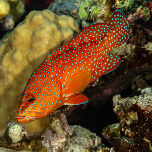 Coral grouper resting on the reef, Fasma Abu Hadida, Red Sea, Egypt