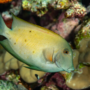 Surgeonfish over hard corals, Fasma Abu Hadida, Red Sea, Egypt