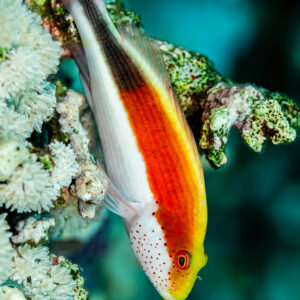 Poisson-faucon de Forster en livrée rouge sur un corail branchu, Fasma Abu Hadida, mer Rouge, Égypte