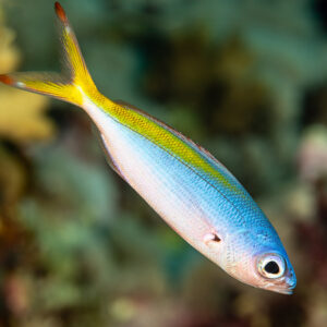 Fusilier with a yellow back and tail, Fasma Abu Hadida, Red Sea, Egypt