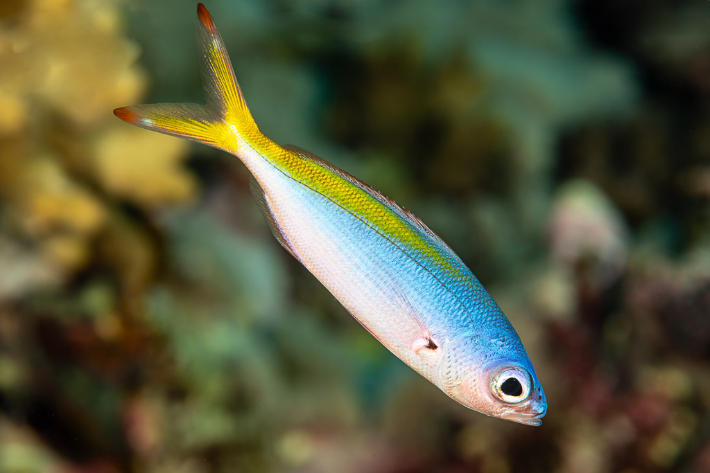 Fusilier with a yellow back and tail, Fasma Abu Hadida, Red Sea, Egypt