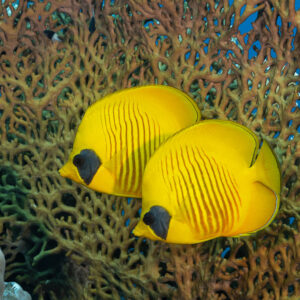 Couple de poissons-papillons à joues bleues devant une gorgone, Shalal, mer Rouge, Égypte