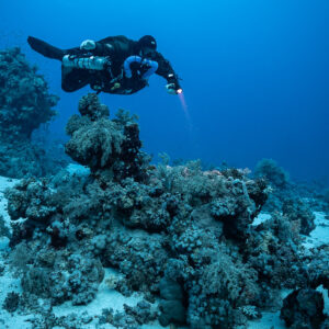 Rebreather diver gliding over a coral head on white sand, Habili Gafar and Umm Aruk, Red Sea, Egypt