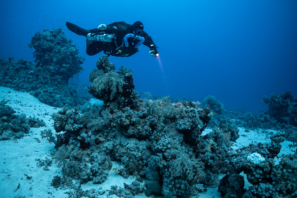 Rebreather diver gliding over a coral head on white sand, Habili Gafar and Umm Aruk, Red Sea, Egypt