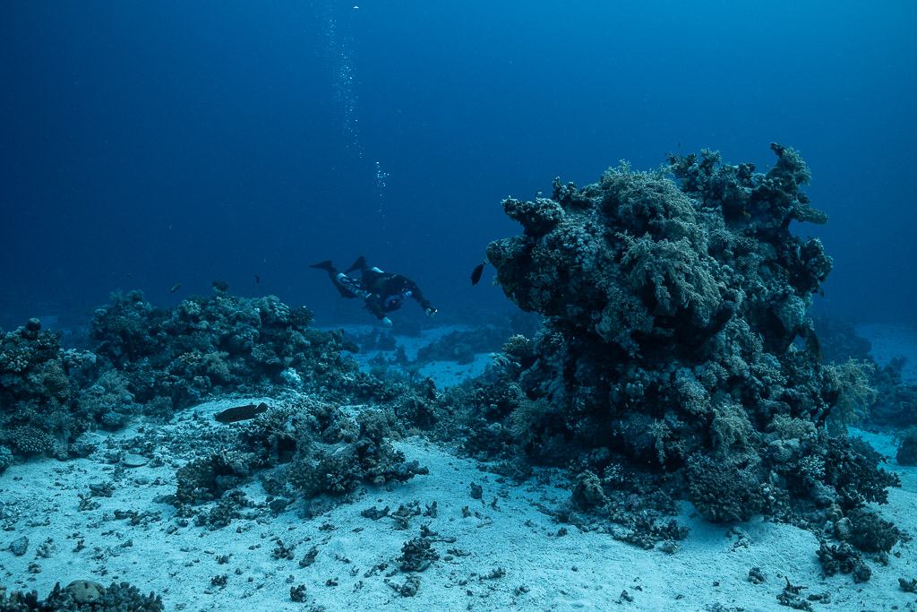 Rebreather diver behind a large coral bommie on sand, Habili Gafar and Umm Aruk, Red Sea, Egypt