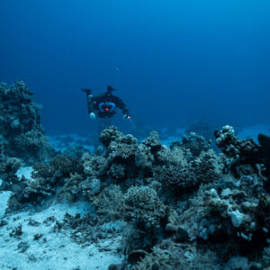 Rebreather diver above scattered coral heads on a sandy plateau, Habili Gafar and Umm Aruk, Red Sea, Egypt