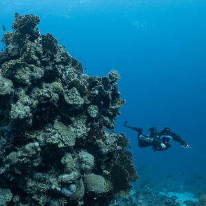 Rebreather diver beside a tall coral pinnacle, Habili Gafar and Umm Aruk, Red Sea, Egypt