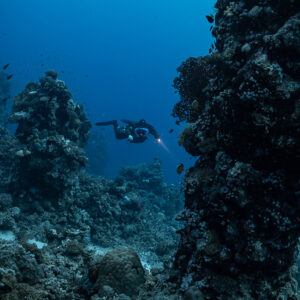 Rebreather diver between two coral pillars, Habili Gafar and Umm Aruk, Red Sea, Egypt