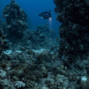 Rebreather diver threading a passage between coral towers, Habili Gafar and Umm Aruk, Red Sea, Egypt