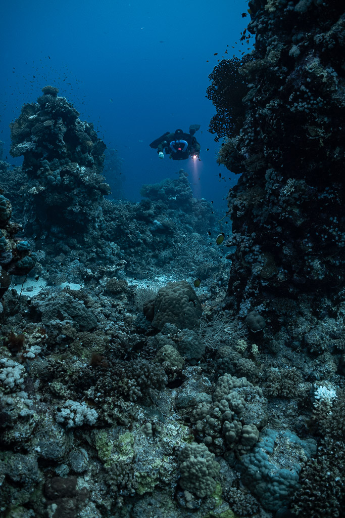 Rebreather diver threading a passage between coral towers, Habili Gafar and Umm Aruk, Red Sea, Egypt