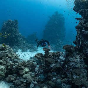 Rebreather diver in a coral maze with a school of fish, Habili Gafar and Umm Aruk, Red Sea, Egypt