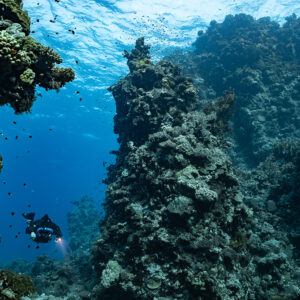 Rebreather diver below a coral pillar rising to the surface, Habili Gafar and Umm Aruk, Red Sea, Egypt