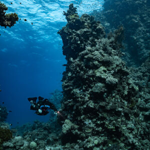 Rebreather diver at the foot of a coral pillar, Habili Gafar and Umm Aruk, Red Sea, Egypt