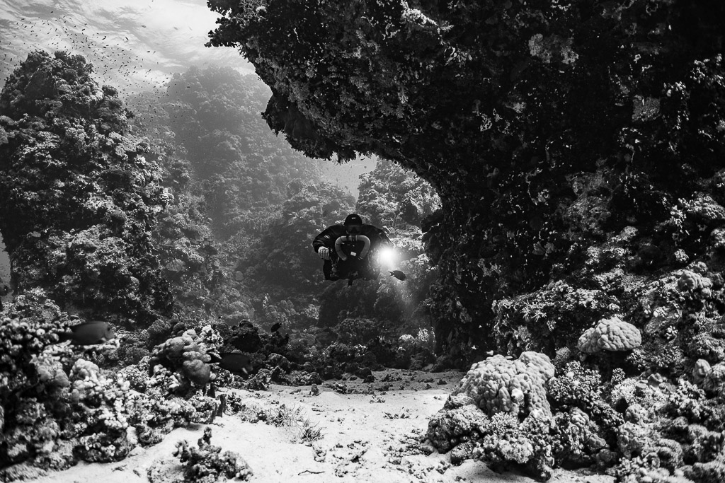 Rebreather diver beneath a coral overhang, black and white, Habili Gafar and Umm Aruk, Red Sea, Egypt