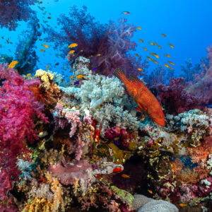 Coral grouper among vivid pink and purple soft corals, Habili Gafar and Umm Aruk, Red Sea, Egypt