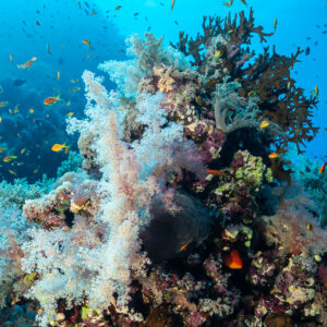 Coral pinnacle draped in white soft corals with anthias, Habili Gafar and Umm Aruk, Red Sea, Egypt