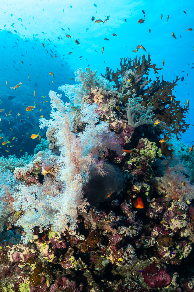 Coral pinnacle draped in white soft corals with anthias, Habili Gafar and Umm Aruk, Red Sea, Egypt