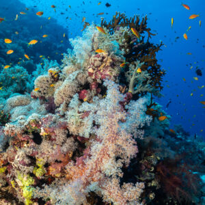 Coraux mous et anthias sur un pinacle corallien, Habili Gafar et Umm Aruk, mer Rouge, Égypte