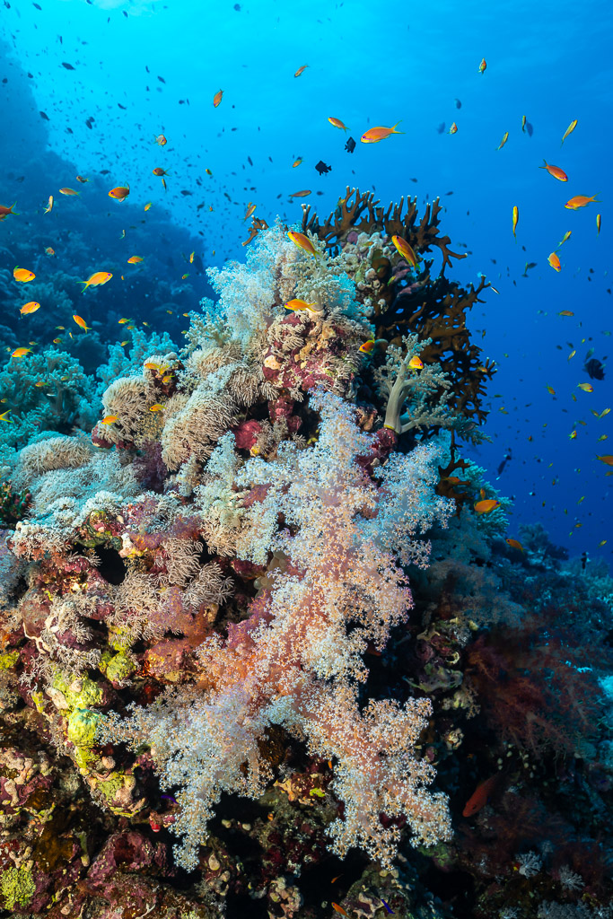 Soft corals and anthias on a coral pinnacle, Habili Gafar and Umm Aruk, Red Sea, Egypt