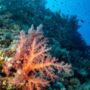 Corail mou rose saumon sur une pente récifale, Habili Gafar et Umm Aruk, mer Rouge, Égypte