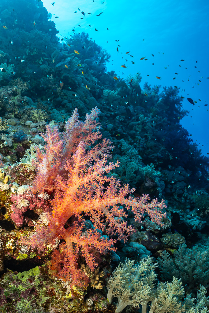 Corail mou rose saumon sur une pente récifale, Habili Gafar et Umm Aruk, mer Rouge, Égypte