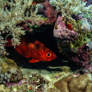Beauclaire à queue en croissant rouge abritée sous les coraux mous, Habili Gafar et Umm Aruk, mer Rouge, Égypte