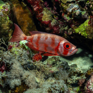 Beauclaire à queue en croissant à livrée barrée parmi les fouets de mer, Habili Gafar et Umm Aruk, mer Rouge, Égypte