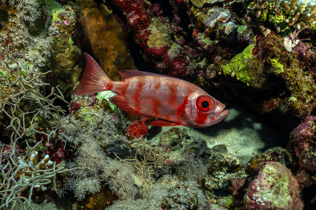 Moontail bullseye with barred pattern among sea whips, Habili Gafar and Umm Aruk, Red Sea, Egypt