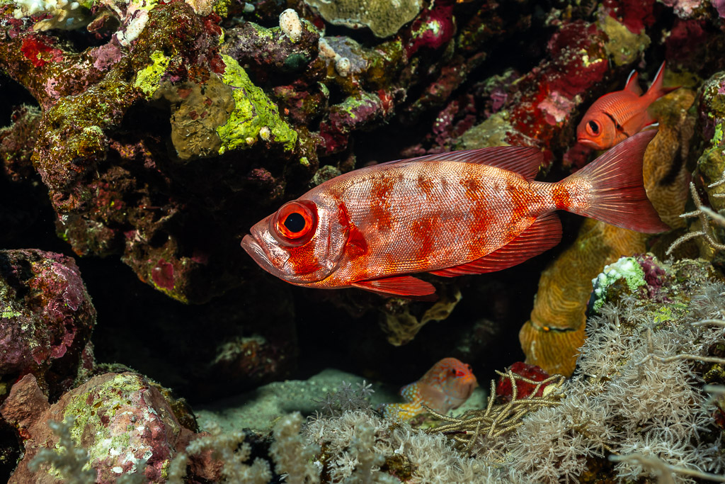Moontail bullseye with barred pattern in a reef hole, Habili Gafar and Umm Aruk, Red Sea, Egypt