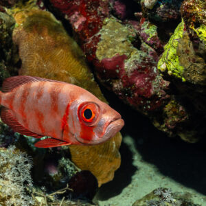 Beauclaire à queue en croissant à barres pâles devant un corail, Habili Gafar et Umm Aruk, mer Rouge, Égypte