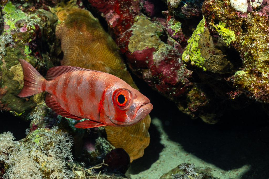Beauclaire à queue en croissant à barres pâles devant un corail, Habili Gafar et Umm Aruk, mer Rouge, Égypte