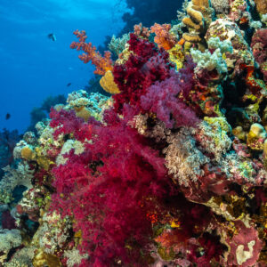 Corail mou cramoisi sur un tombant au-dessus du bleu, Habili Gafar et Umm Aruk, mer Rouge, Égypte