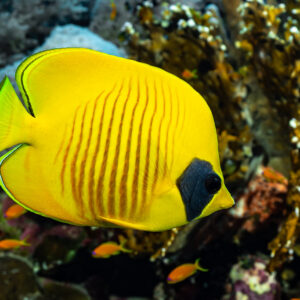 Bluecheek butterflyfish close-up in front of the reef, Habili Gafar and Umm Aruk, Red Sea, Egypt