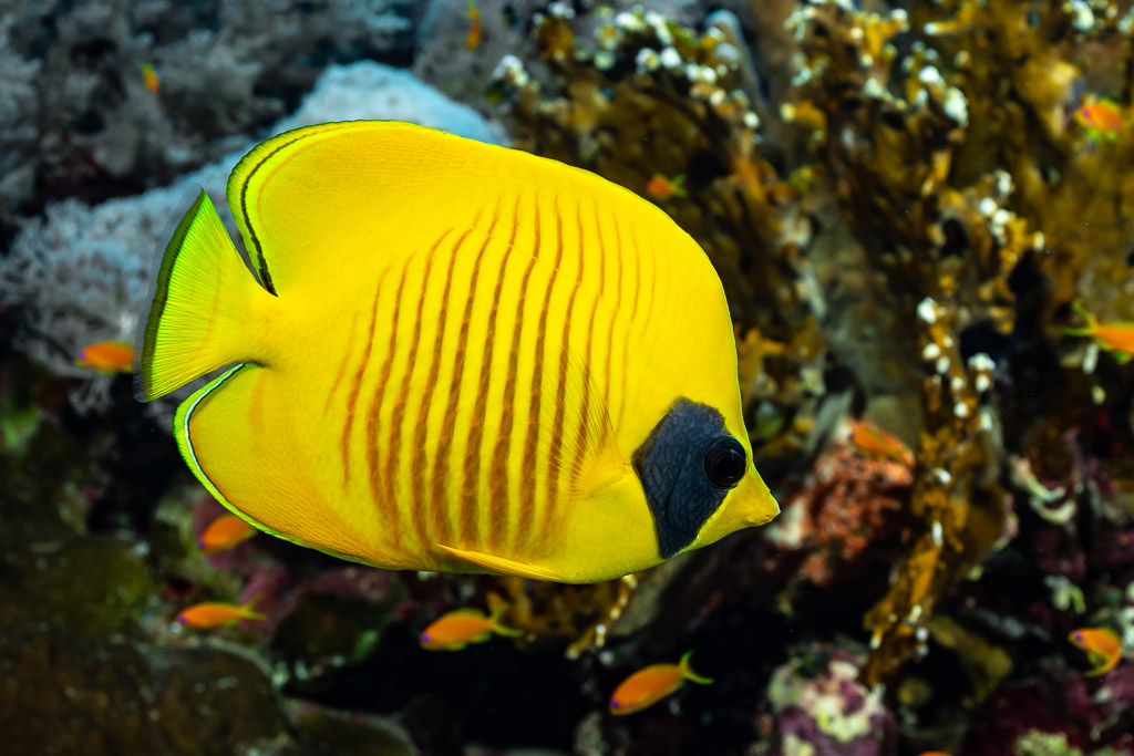 Bluecheek butterflyfish close-up in front of the reef, Habili Gafar and Umm Aruk, Red Sea, Egypt