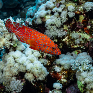 Coral grouper over white soft corals, Habili Gafar and Umm Aruk, Red Sea, Egypt