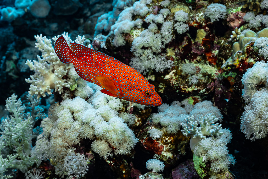 Coral grouper over white soft corals, Habili Gafar and Umm Aruk, Red Sea, Egypt
