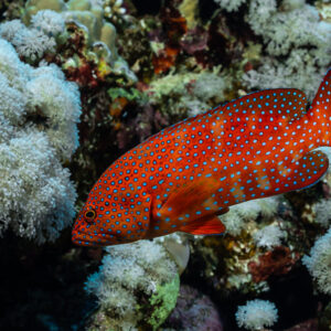 Coral grouper close-up among white soft corals, Habili Gafar and Umm Aruk, Red Sea, Egypt