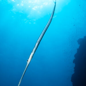 Bluespotted cornetfish backlit against the surface, Habili Gafar and Umm Aruk, Red Sea, Egypt