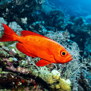 Beauclaire à queue en croissant rouge nageant au-dessus du récif, Habili Gafar et Umm Aruk, mer Rouge, Égypte