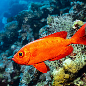 Beauclaire à queue en croissant rouge en pleine eau près du récif, Habili Gafar et Umm Aruk, mer Rouge, Égypte