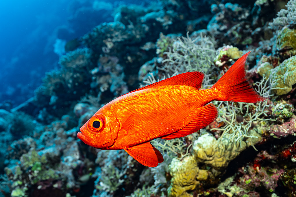 Beauclaire à queue en croissant rouge en pleine eau près du récif, Habili Gafar et Umm Aruk, mer Rouge, Égypte