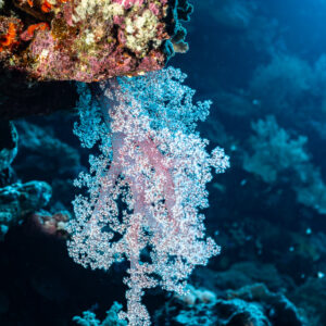 Corail mou blanc suspendu sous un surplomb, Habili Gafar et Umm Aruk, mer Rouge, Égypte