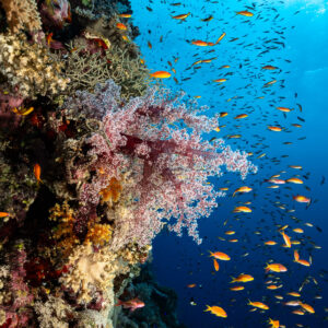Corail mou rose et anthias sur un tombant, Habili Gafar et Umm Aruk, mer Rouge, Égypte