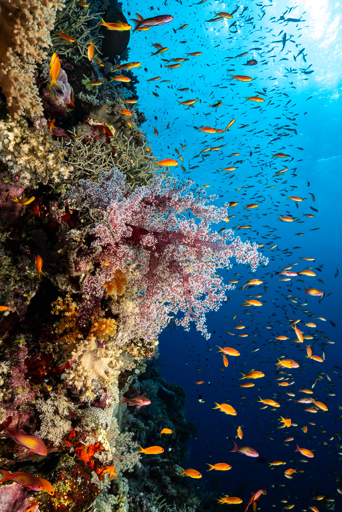 Corail mou rose et anthias sur un tombant, Habili Gafar et Umm Aruk, mer Rouge, Égypte