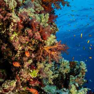 Tombant aux coraux mous rouges et anthias, Habili Gafar et Umm Aruk, mer Rouge, Égypte