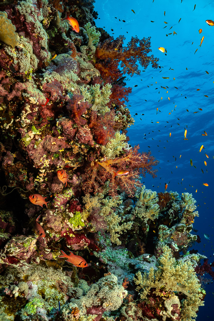 Tombant aux coraux mous rouges et anthias, Habili Gafar et Umm Aruk, mer Rouge, Égypte