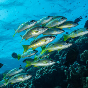 Banc de vivaneaux d'Ehrenberg dans une eau claire peu profonde, Habili Gafar et Umm Aruk, mer Rouge, Égypte