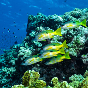 Small group of blackspot snapper passing a coral head, Habili Gafar and Umm Aruk, Red Sea, Egypt
