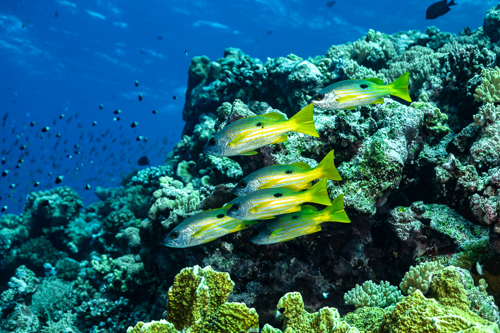 Small group of blackspot snapper passing a coral head, Habili Gafar and Umm Aruk, Red Sea, Egypt